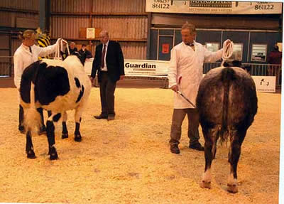 Commercial Judging underway